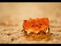 Ants trying to eat a gummy bear.
