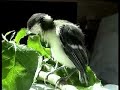 Rescue Great tit chicks progess - 20th May