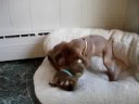 Rowdy at 8 weeks