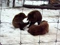 Bears - Alaska Wildlife Conservation Center