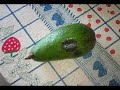 Morango do Nordeste Morango do Nordeste