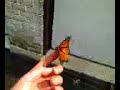 Butterfly hangs out on my finger Butterfly hangs out on my finger