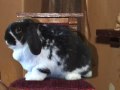 Rabbit Bites: Punk Rock Innovators!