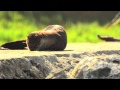 with video