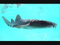 sharks