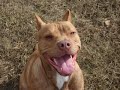10 month old rednose pit bull puppy