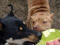 10 month old rednose pit bull puppy