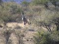 gemsbok 238 yards gemsbok 238 yards