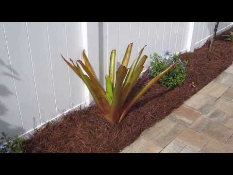 how to care for xerophytes
