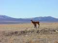 Tannerite in target deer