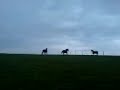My New Forest Ponies enjoying their new field