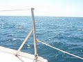 San Pedro Channel Dolphins