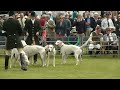 ROYAL WELSH SHOWGROUND HOUND SHOW 2013 Welsh Hound