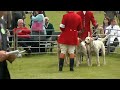 ROYAL WELSH SHOWGROUND HOUND SHOW 2013 Welsh Hound