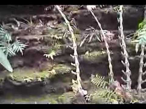 click to view a youtube video on garfield park conservatory