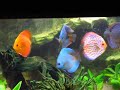 Mon aquarium de 720 litres avec 5 discus quelques néons et nez rouges 