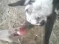 Fainting goats, pig, and milk cow