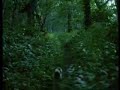 Here comes the dog, strong and brave