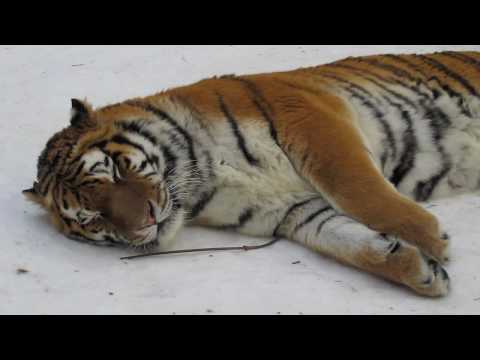 AMUR TIGER