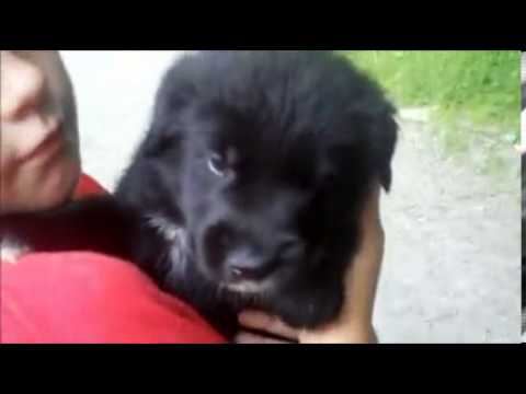 STUNNING WOLF HYBRID *STORM* Mid content
