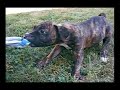 Voodoo X Staffy puppies