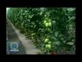 Manual del Tomate