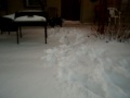 My dog in the snow