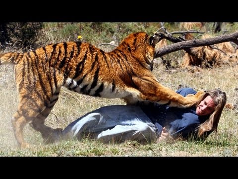 Tiger - Tiger Attacks Man: Real Tiger Attack Stunt SUBSCRIBE: http://bit.ly/Oc61Hj MEET the only man in the world who can withstand a full-scale assault by a 400lb t...