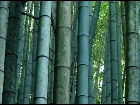 how to plant japanese bamboo