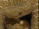 Crotalus vegrandis
