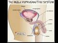 videos de Reproductive System - Science Class