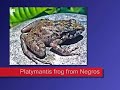 Endemic in the Philippines