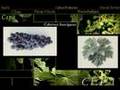 vinos de terroir - climas y cepas