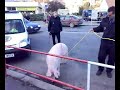 jak se ven?� v kol�n? prase???