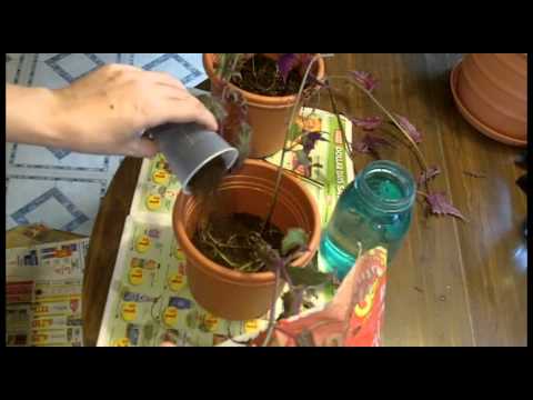 how to care for purple passion vine