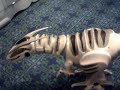 roboraptor dance roboraptor dance