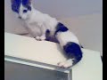 Śmieszne koty mój kot funny cats lustige Katzen 猫Коты
