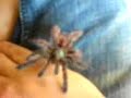 Avicularia Versicolor L7 Avicularia Versicolor L7