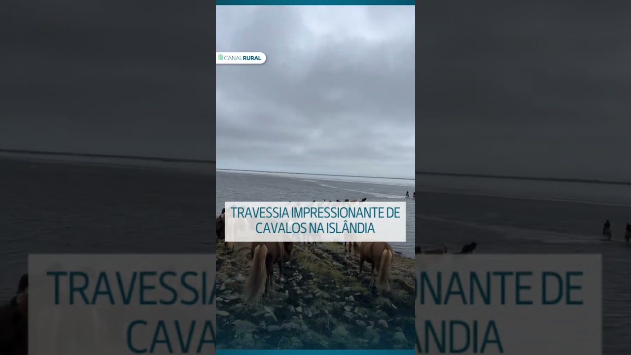 Travessia impressionante de cavalos na Islândia