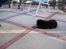 our rottweiler morena