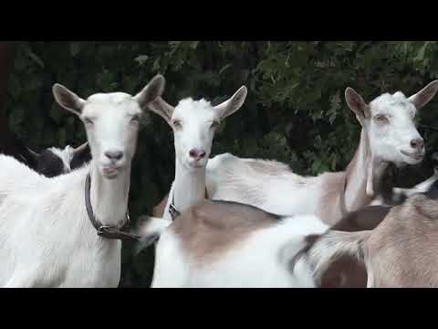 Министарство пољопривреде, шумарства и водопривреде расписало је јавни позив за подношење захтева за остваривање права на подстицаје за органску сточарску производњу за 2025. годину