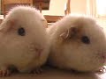 Guinea pig horror movie (gyser marsvin)