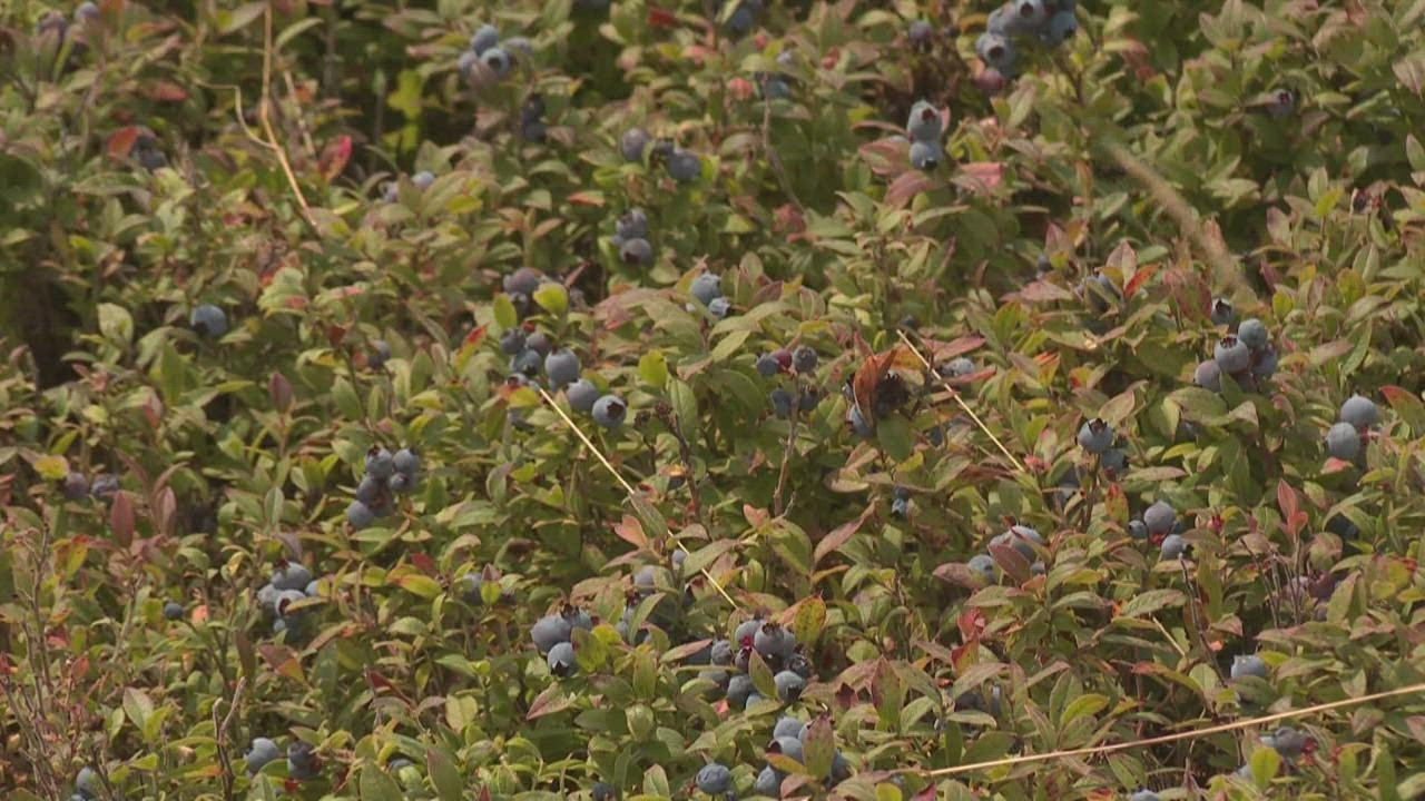 First Wild Blueberry Weekend in Maine