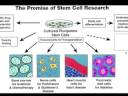 Stem Cells