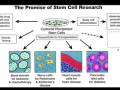 videos de Stem Cells
