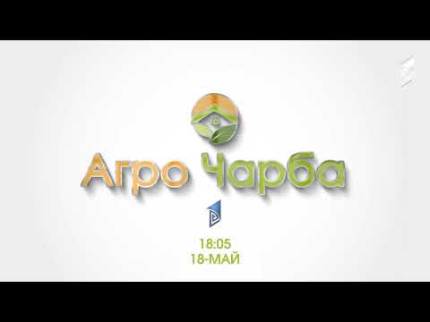 Анонс | Асыл тукум уйдун башын көбөйтүү менен багбанчылык кесипти аркалаган фермер