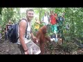 Click here to watch this video Taken for a walk by Jackie the Orangutan! Bukit Lawang jungle trekking