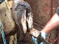 Foot trimming in a cattle crush