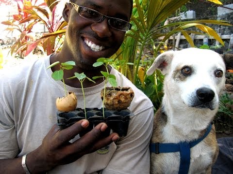 how to transplant nasturtiums