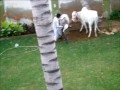Dangerous Cow Qurbani at our resident full video .